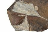 Two Fossil Ginkgo Leaves From North Dakota - Paleocene #189043-1